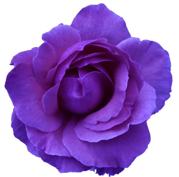 Purple Flower PNG File