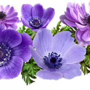 Purple Flower PNG Image HD