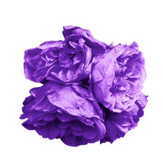 Purple Flower PNG Images