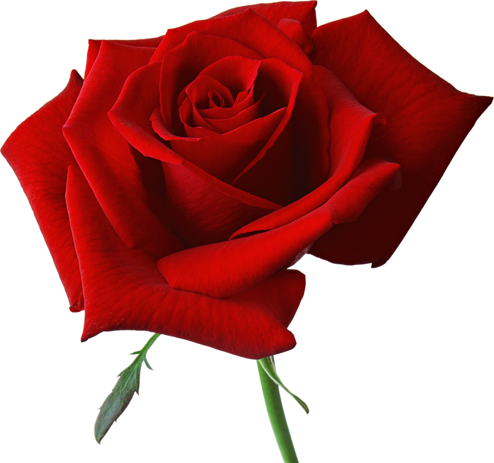 Red Rose Background PNG
