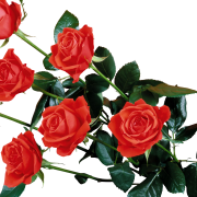 Red Rose PNG Background