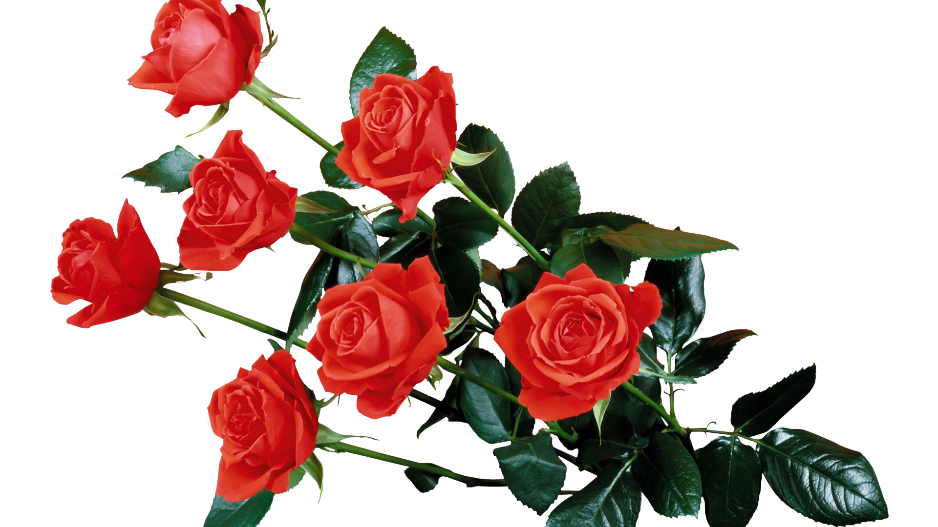 Red Rose PNG Background