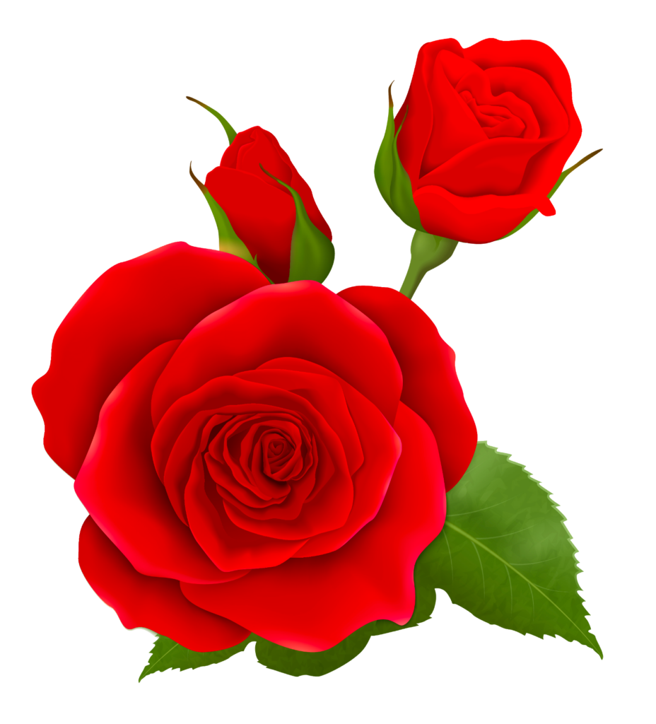 Red Rose PNG Clipart