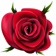 Red Rose PNG Image HD