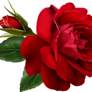 Red Rose PNG Photo