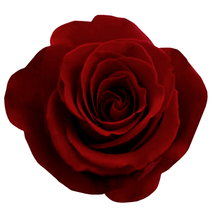 Red Rose PNG Photos