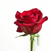 Red Rose PNG Pic