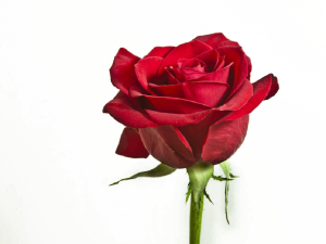 Red Rose PNG Pic