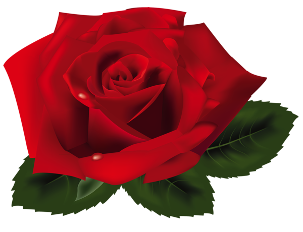 Red Rose PNG Picture