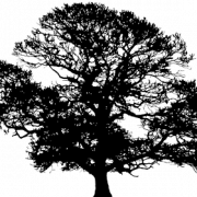 Tree Silhouette PNG Images HD