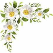 White Flower Background PNG