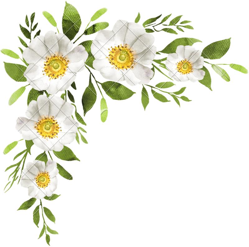 White Flower Background PNG