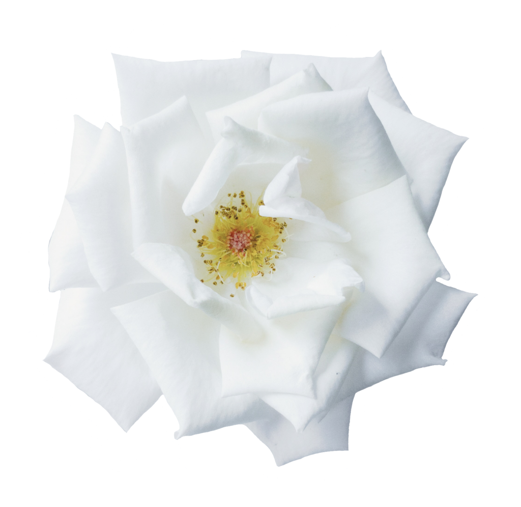White Flower No Background