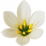 White Flower PNG Clipart