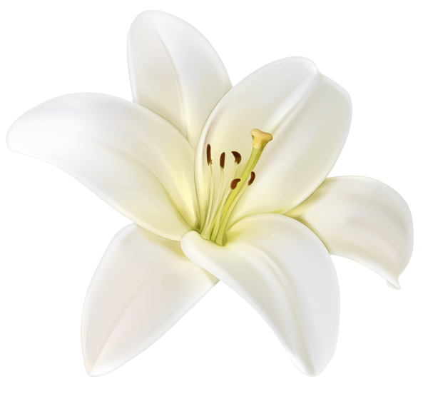 White Flower PNG Cutout