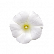 White Flower PNG File