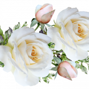 White Flower PNG Free Image