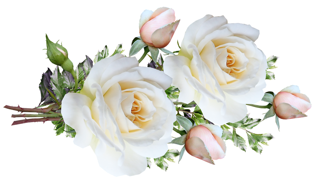 White Flower PNG Free Image