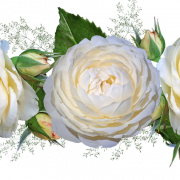 White Flower PNG HD Image