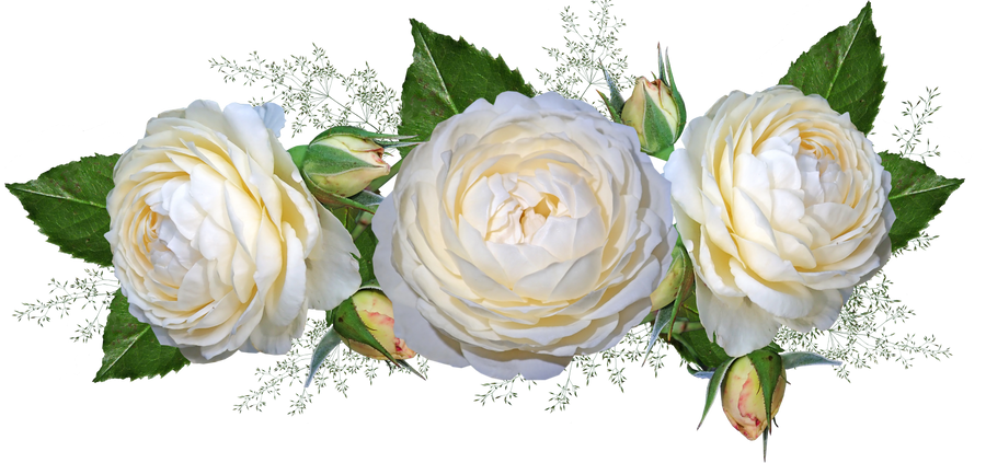 White Flower PNG HD Image