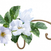 White Flower PNG Image