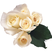 White Flower PNG Image File