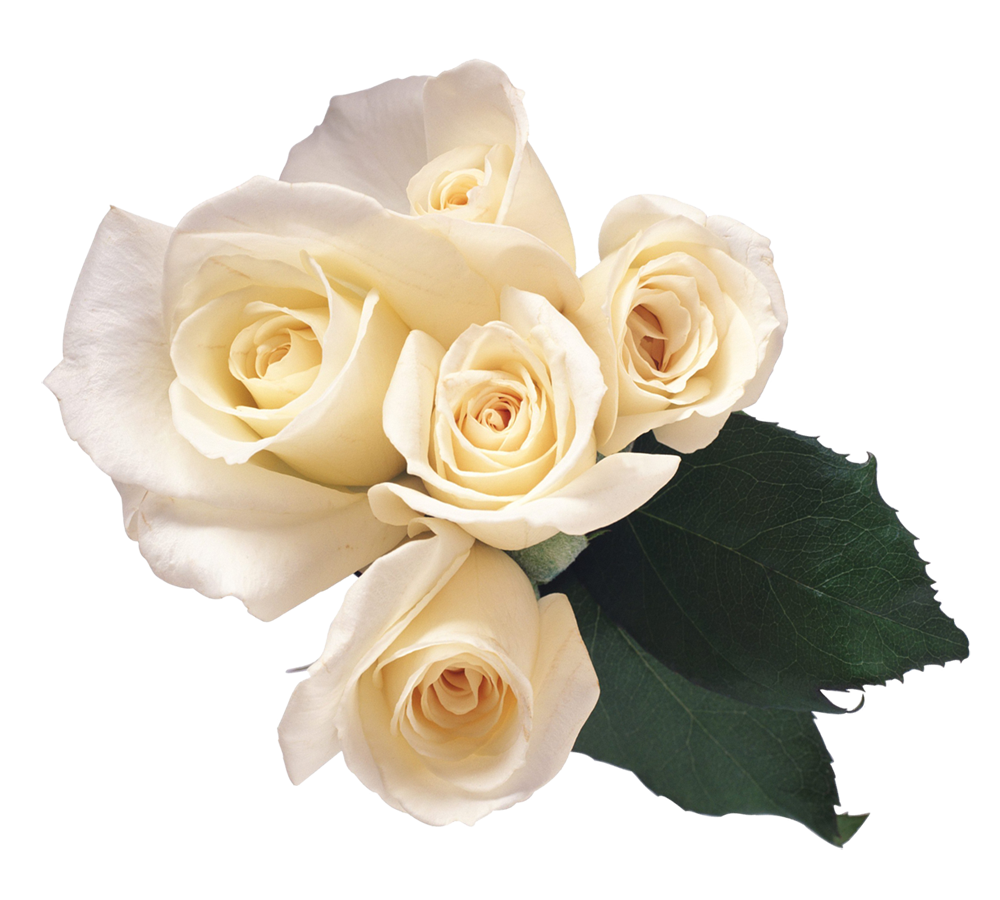 White Flower PNG Image File