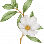 White Flower PNG Image HD
