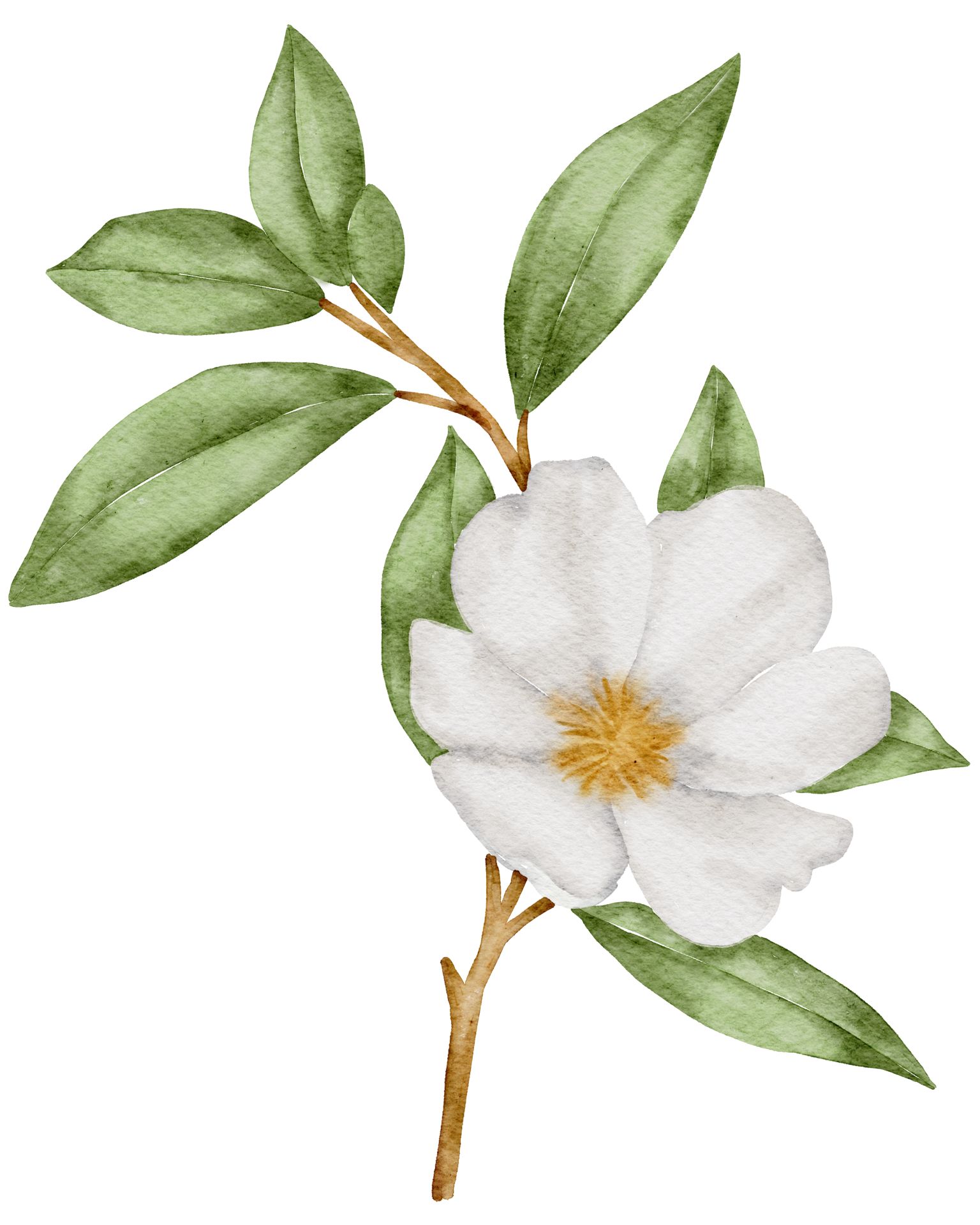 White Flower PNG Image HD