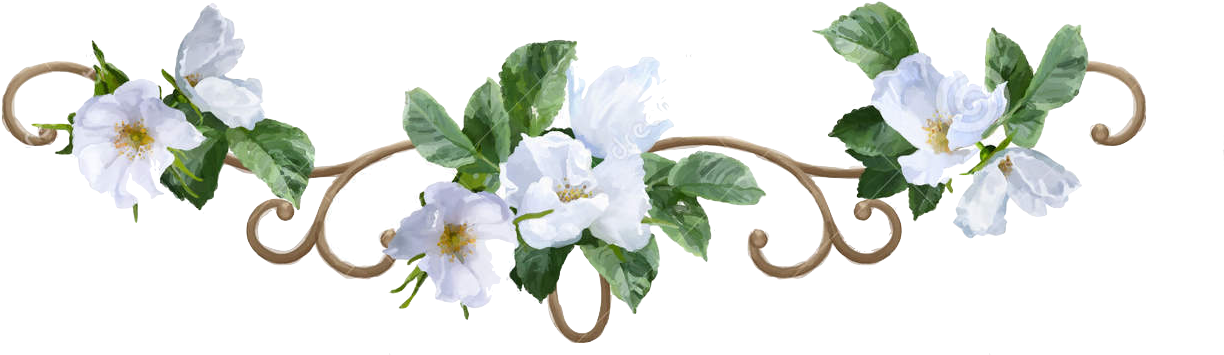 White Flower PNG Image