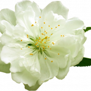 White Flower PNG Images