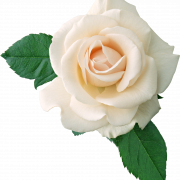 White Flower PNG Photo