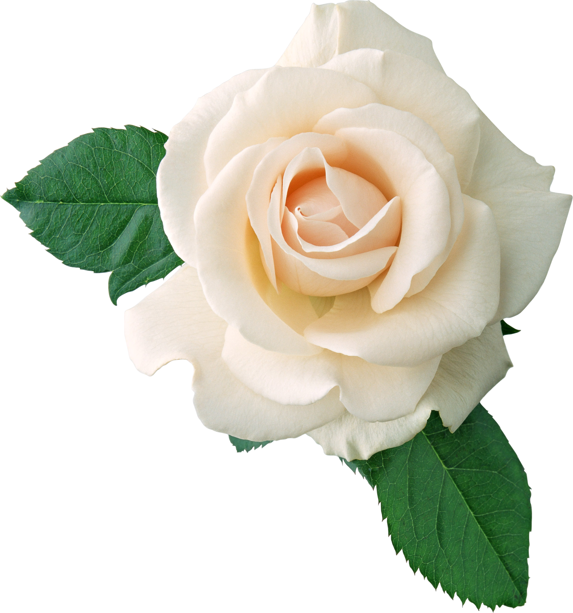 White Flower PNG Photo
