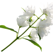 White Flower PNG Photos