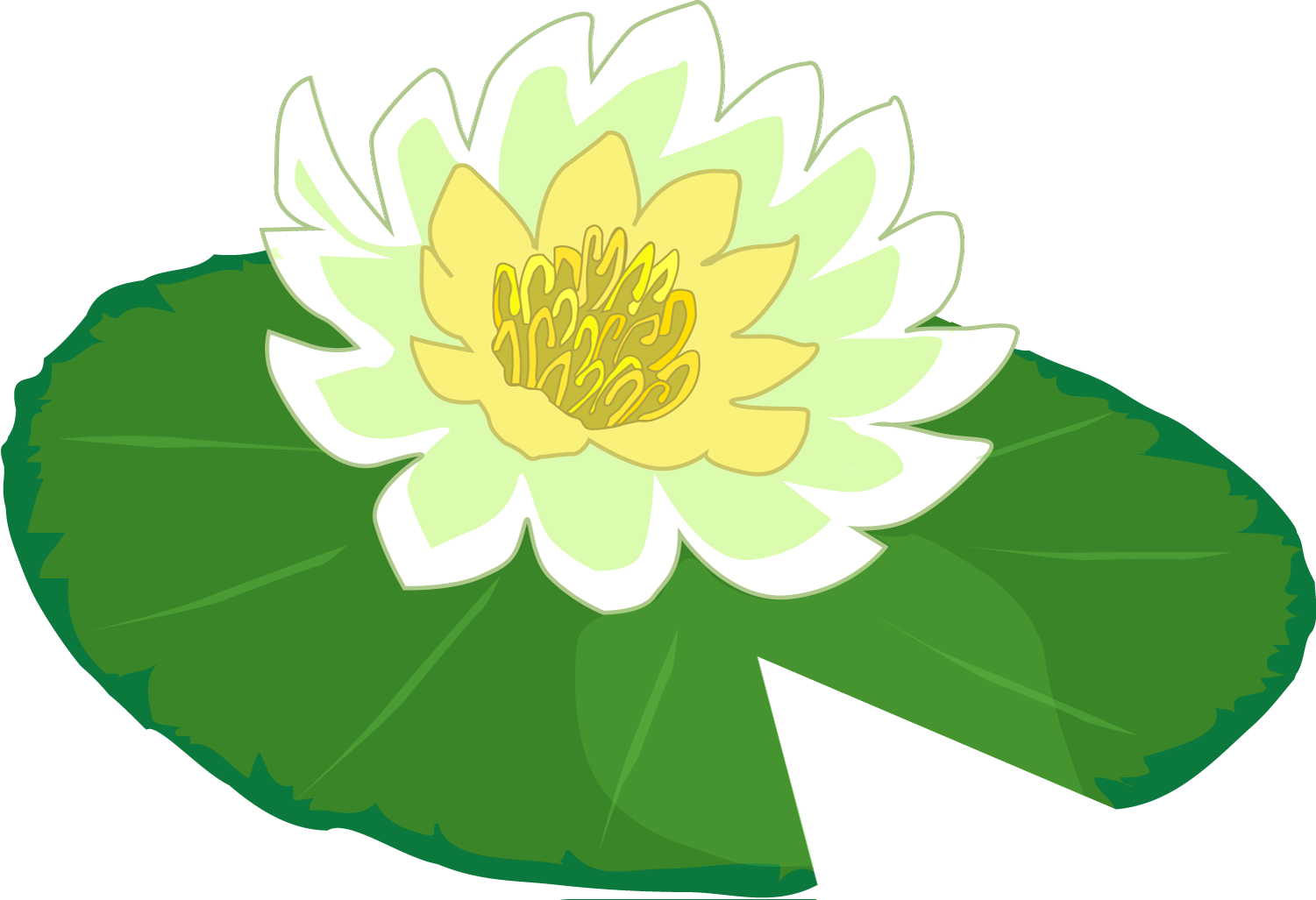 White Flower PNG Picture