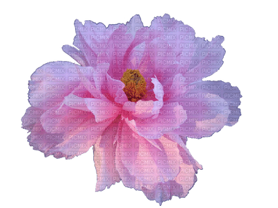 Aesthetic Flower PNG Images HD
