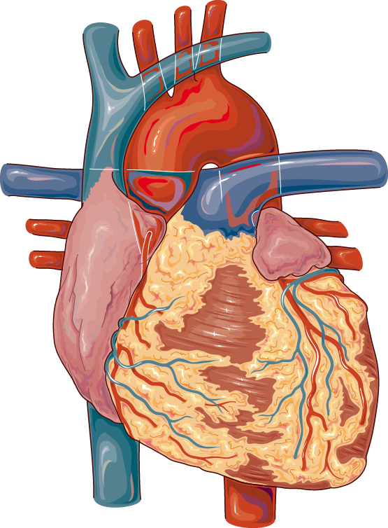 Anatomy Heart Background PNG