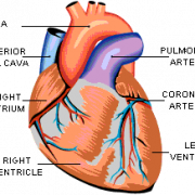 Anatomy Heart No Background