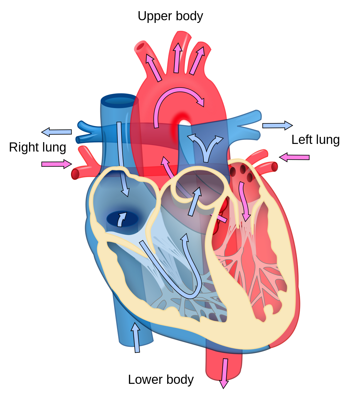 Anatomy Heart PNG Background