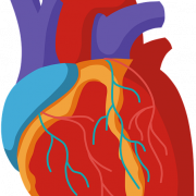 Anatomy Heart PNG Clipart