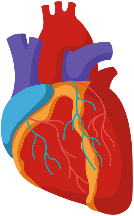 Anatomy Heart PNG Clipart