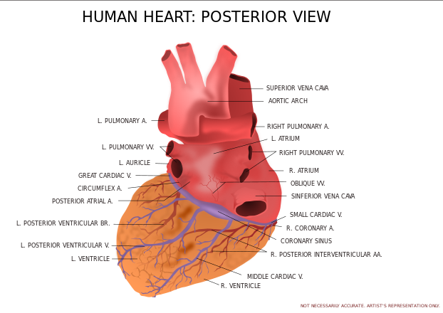 Anatomy Heart PNG Image File