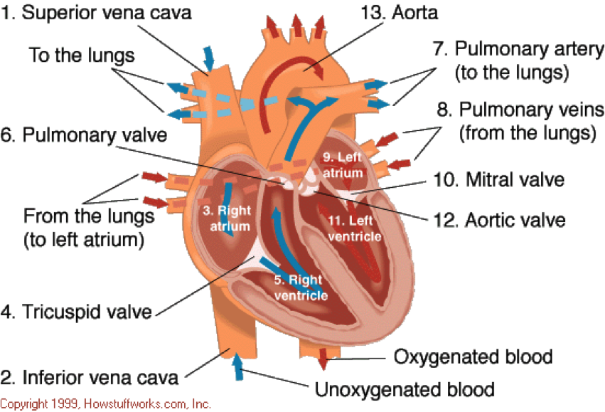 Anatomy Heart PNG Image