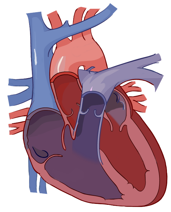 Anatomy Heart PNG Images