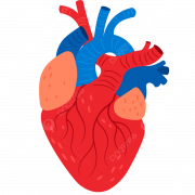 Anatomy Heart PNG Photos