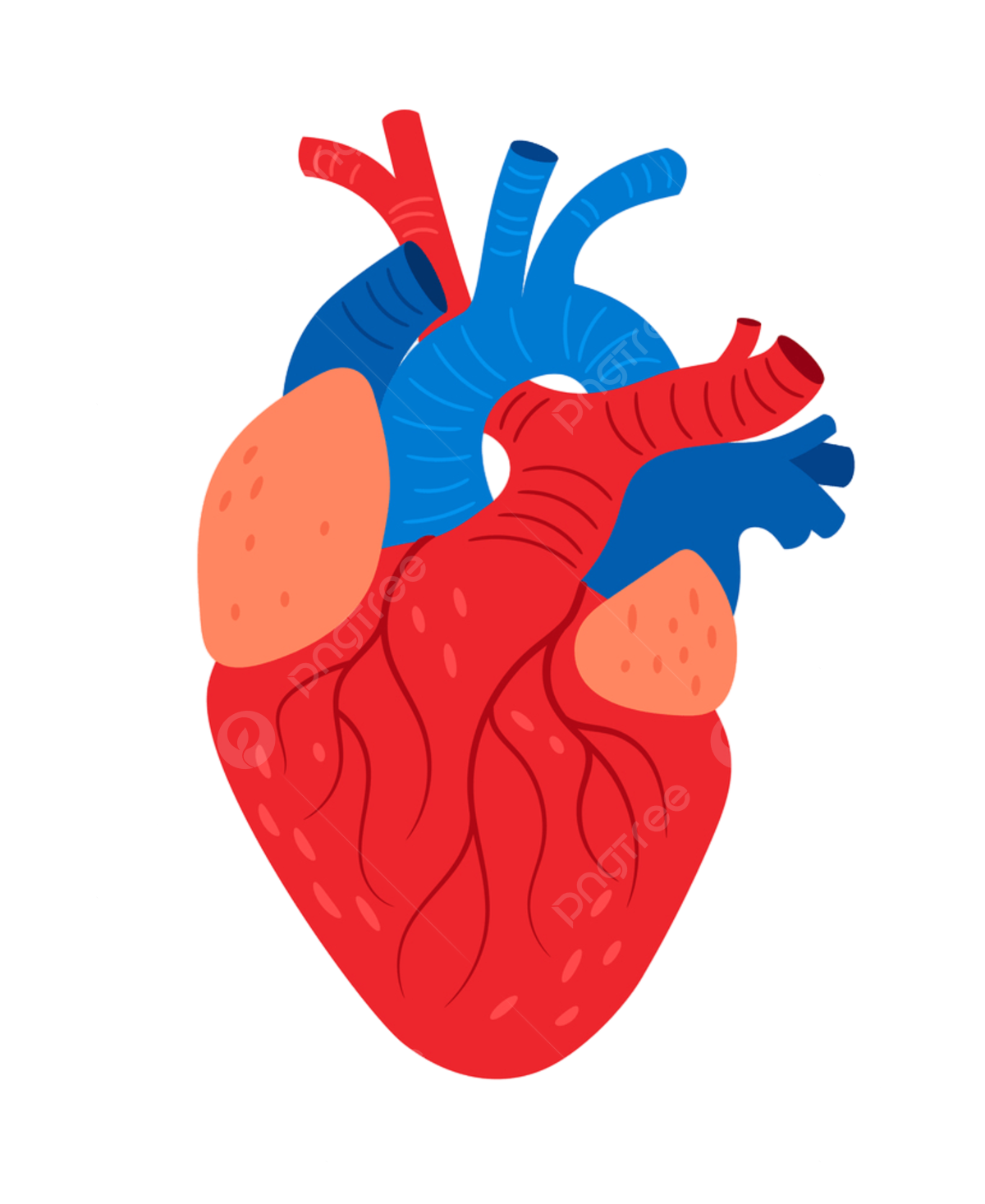 Anatomy Heart PNG Photos