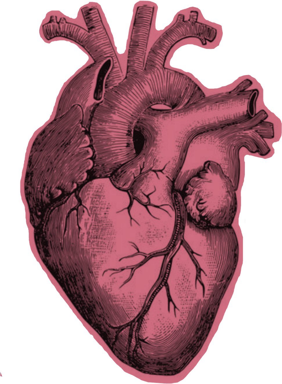 Anatomy Heart PNG Pic