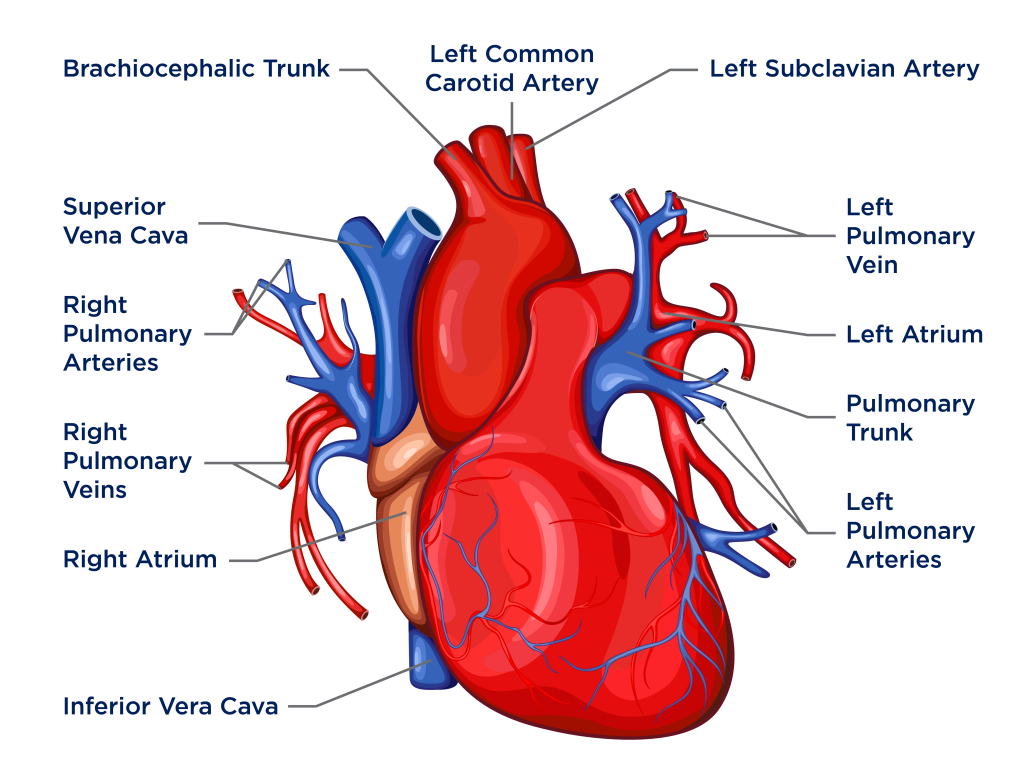 Anatomy Heart Transparent
