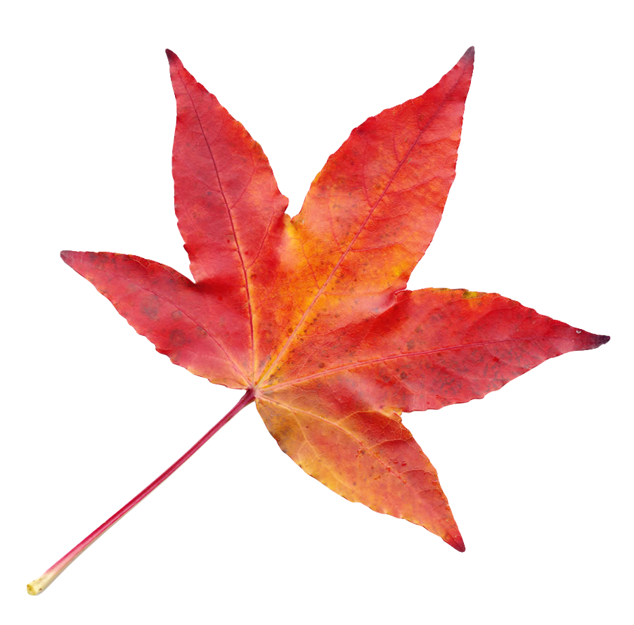 Autumn Leaf PNG File