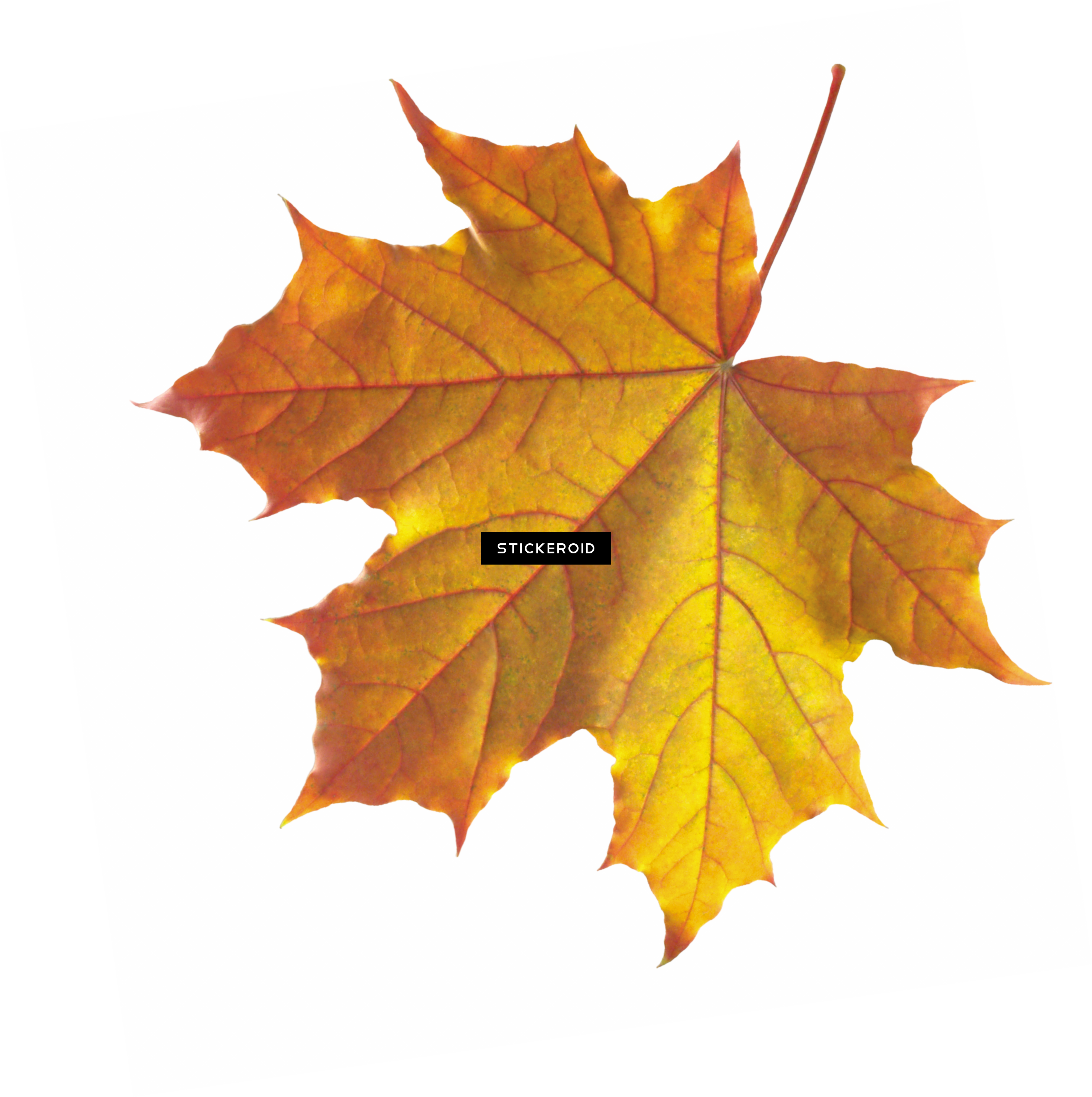 Autumn Leaf PNG Picture